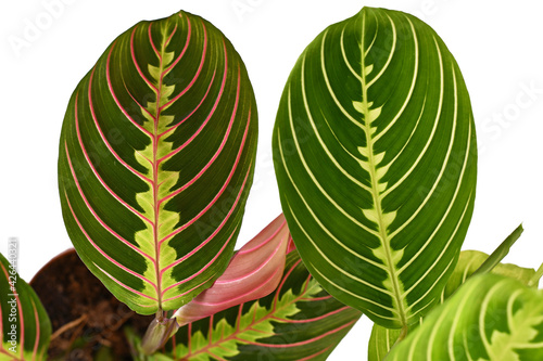 Comparison between red veined 'Maranta Leuconeura Fascinator' and green veined 'Maranta Leuconeura Lemon Lime' houseplant on white background photo