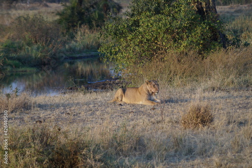 Lion in the wild