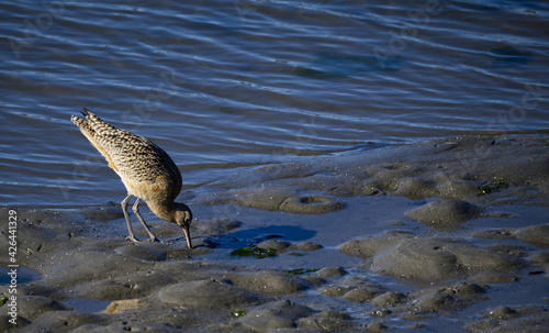 Long Billed Curlew with Beak in the Ground near Monterey California