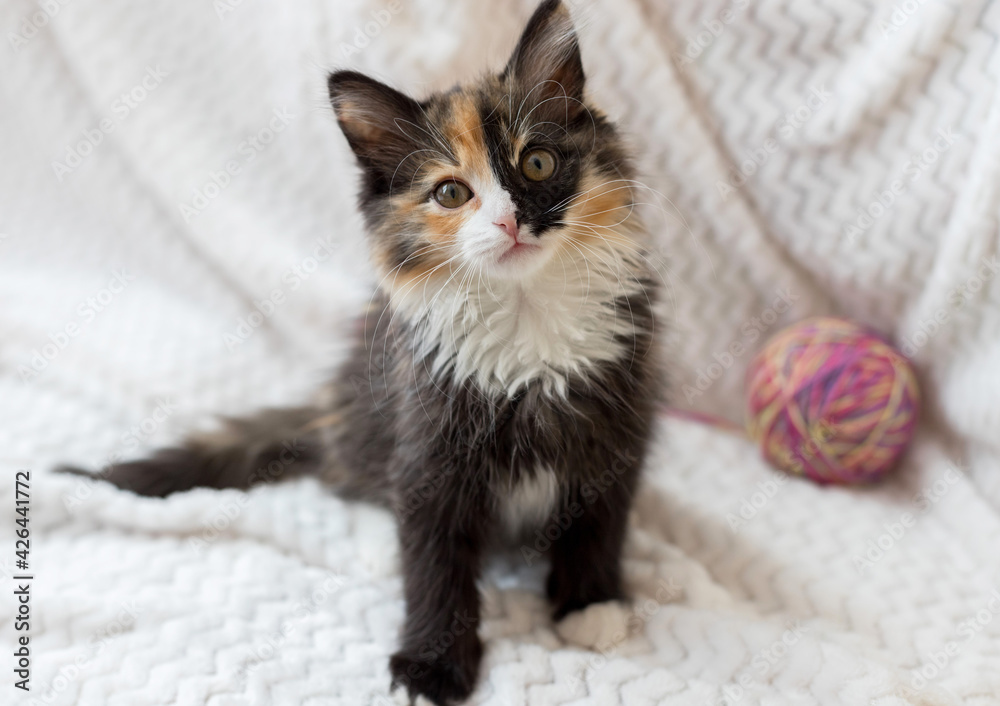 A cute little brown kitten sits on a white blanket and looks at you. Next to it is a ball of thread. He has a funny half-black, half-white nose. it is tricolor.
