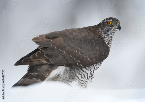 Northern goshawk staying in snow