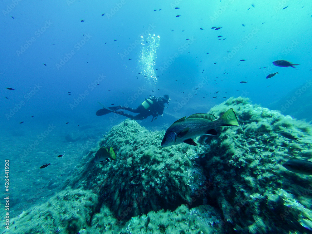 Fototapeta premium coral reef and diver