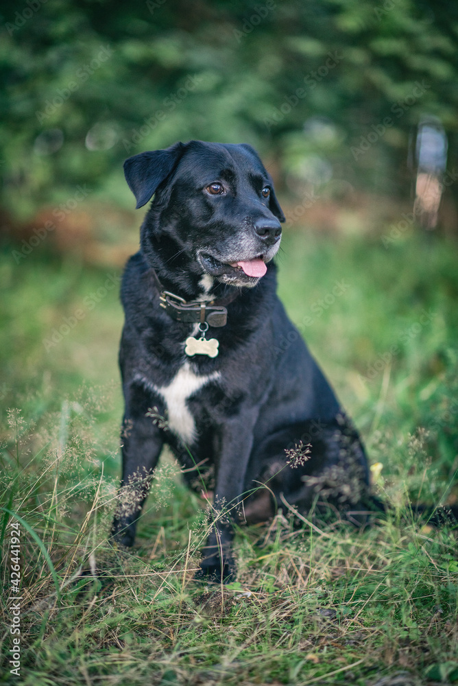 Portrait of a young beautiful black labrador retriever in the forest.