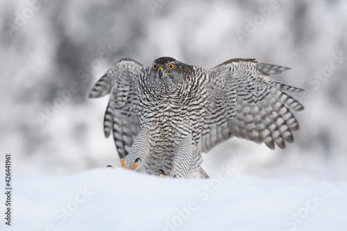 Northern goshawk flying towards, landing