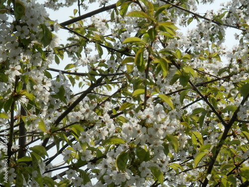 Die Obstblüte in Tilleda photo