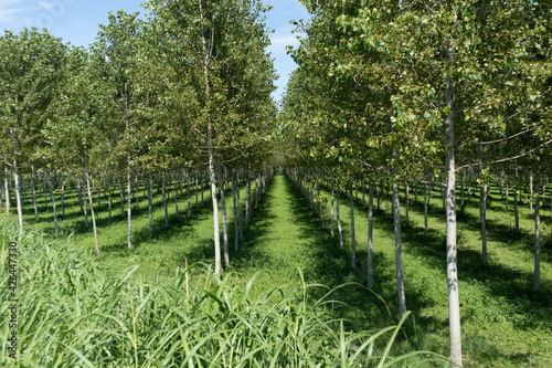Field of growing trees or forest for wood, Italy