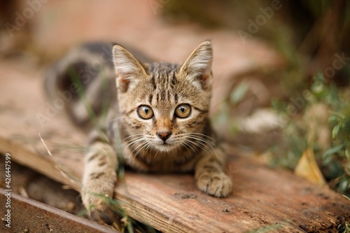 Cute tabby kitten playing in the garden © Ekaterina