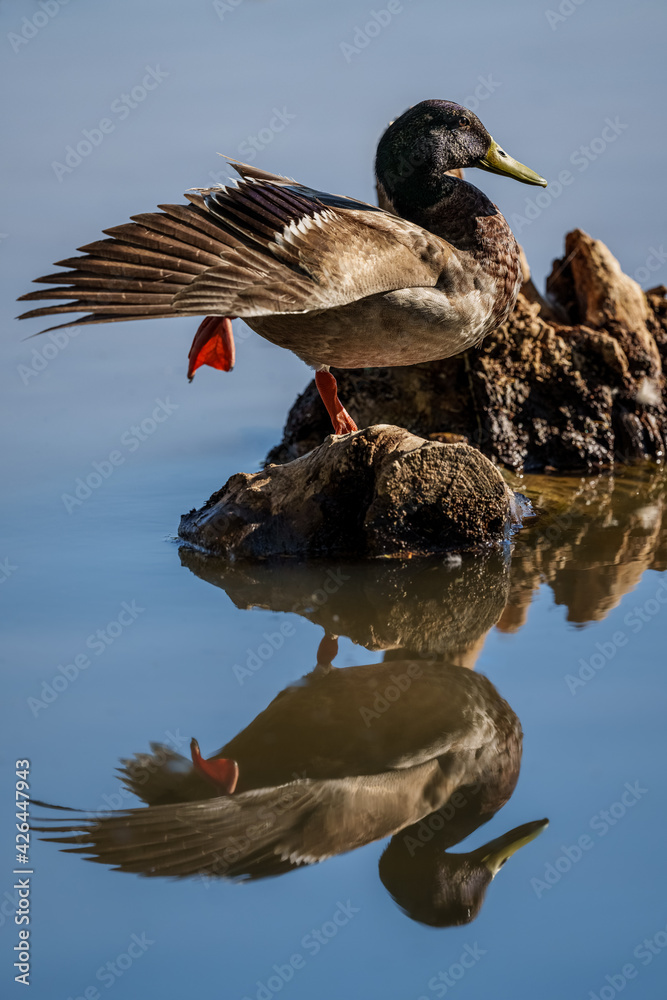 Obraz premium Duck stretching with reflection