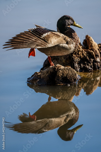Duck stretching with reflection