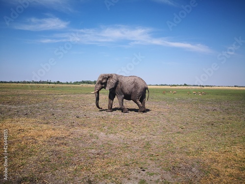 one big elephant in africa
