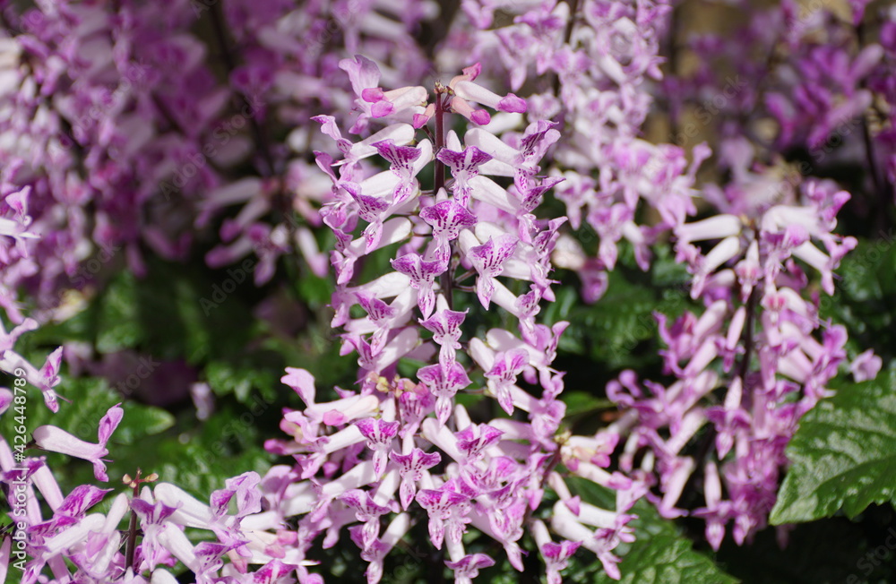 Purple clusters of Spurflower 'Velvet Lady' with scientific name Plectranthus