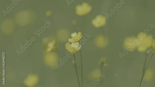 A close up of a buttercup. Slider
