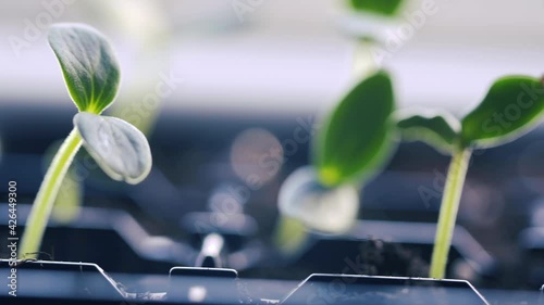 fresh green plants growing in spring time
