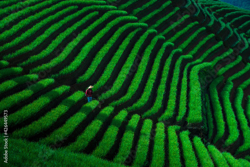 Wallpaper Mural Onion Terrace in Majalengka, Indonesia Torontodigital.ca