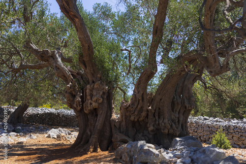 The most ancient olive tree in Olive gardens of Lun ecological park on Pag island  Croatia