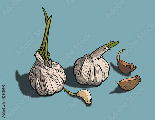 Two heads of sprouted garlic with green shoots and three cloves lie on a blue background. Vector illustration, EPS 10. The concept of aromatic spices. Colored still life.