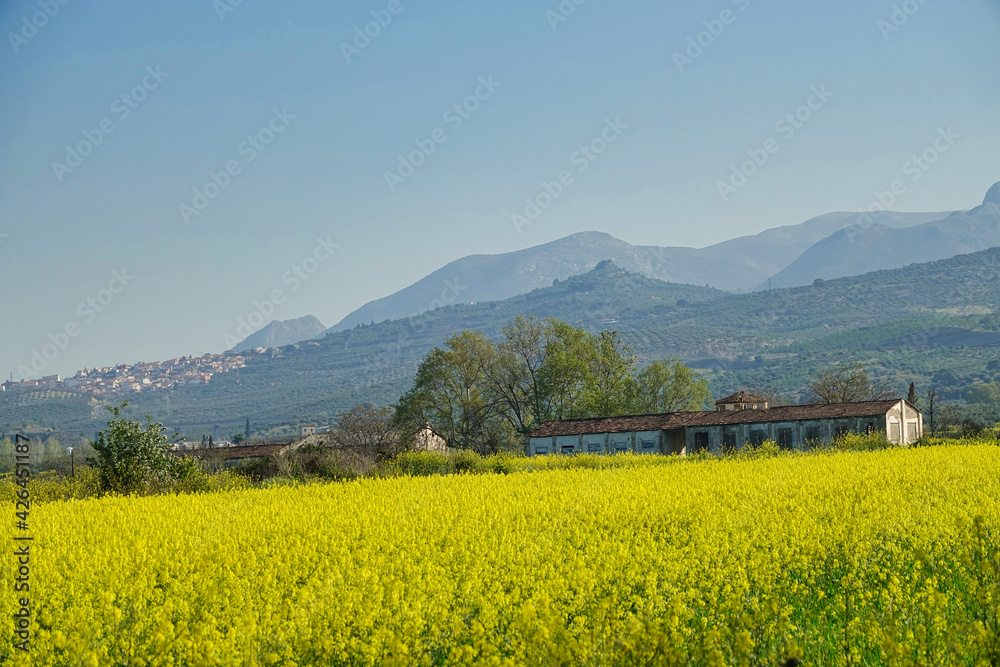 Old abandoned tobacco dryer in a large field of yellow rapeseed flowers in Granada (Spain)