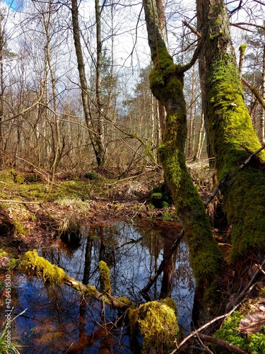 spring in the forest