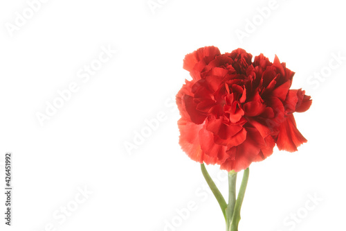 single beautiful red Dianthus flower on white background   