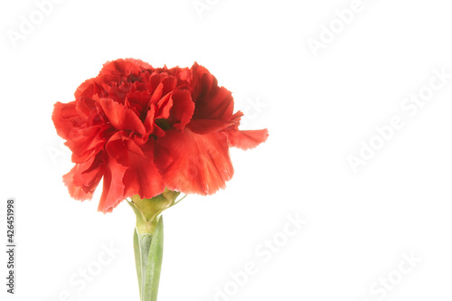 single beautiful red Dianthus flower on white background   