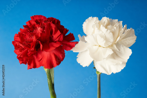 Beautiful red and white Dianthus flowers on blue background    