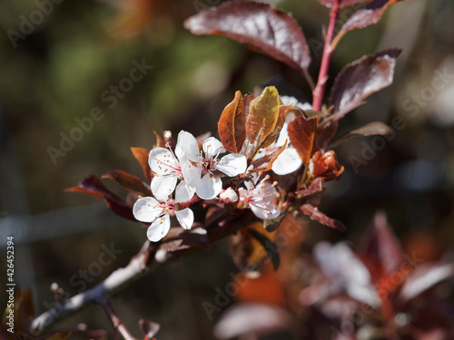 (Prunus cistena) Grappe de fleurs blanches en ombelles du prunier ou cerisier pourpre des sables au feuillage brun-foncé