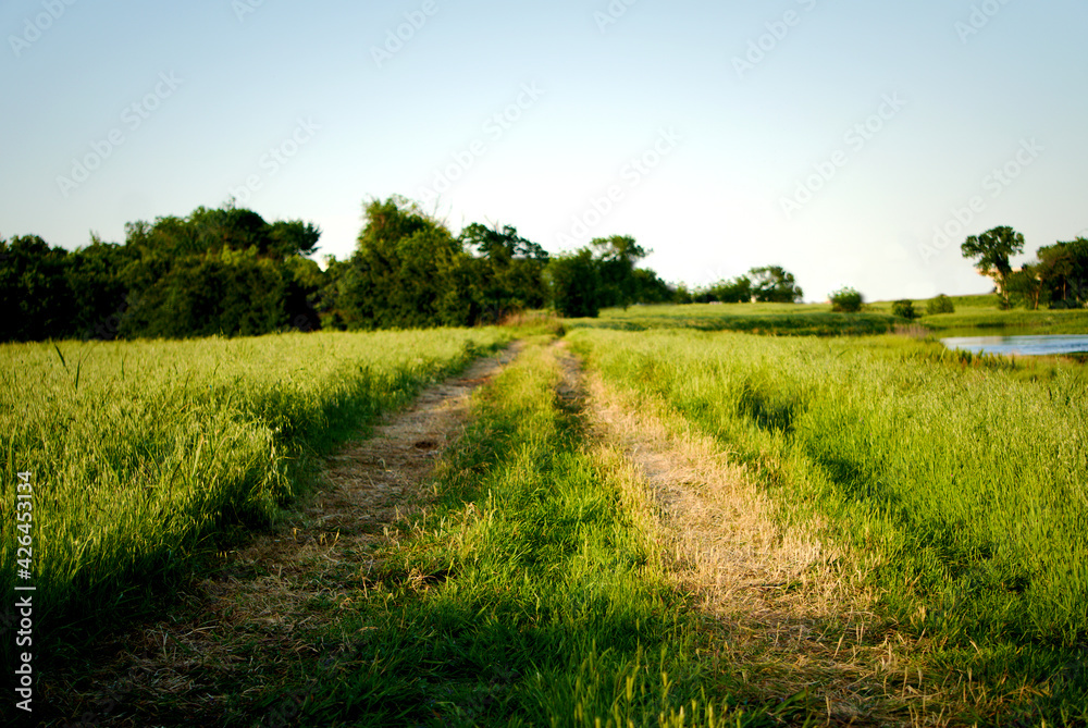 Tire trails cut through a Ranch grass field in North Texas. - obrazy, fototapety, plakaty 