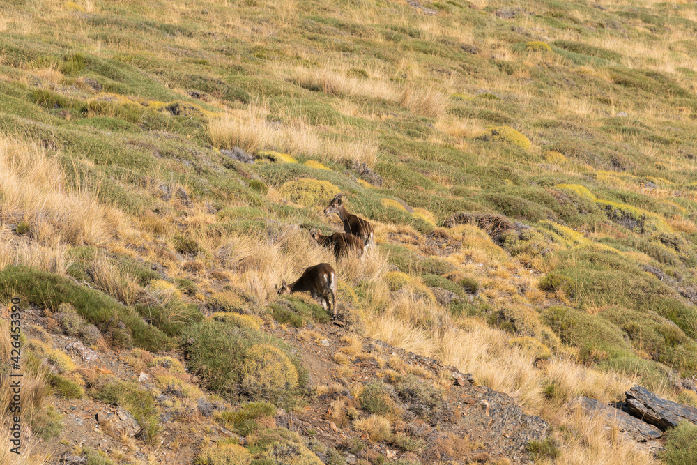 group of mountain goats in Sierra Nevada group of mountain goats in Sierra Nevada