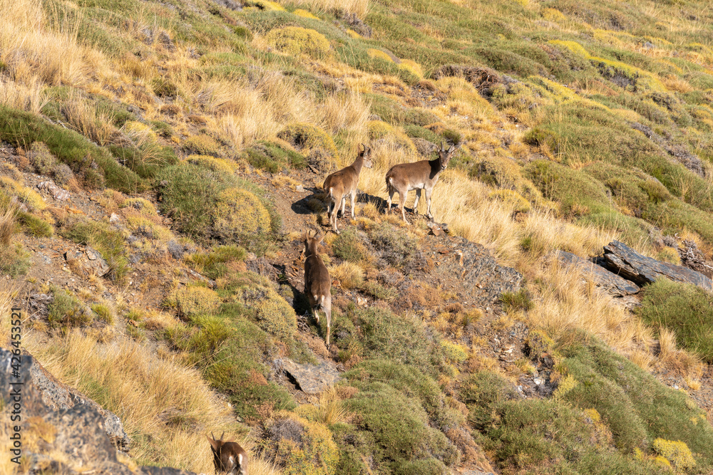 group of mountain goats in Sierra Nevada group of mountain goats in Sierra Nevada