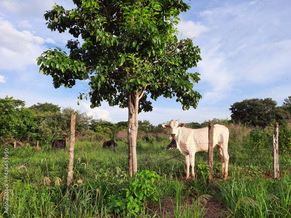 Obraz premium cow in the field