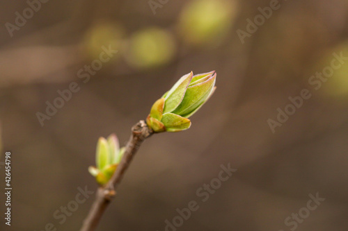 First spring green buds on branch of tree. Shallow depth of field