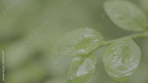 blueberry bush smooth shooting with slider. close-up