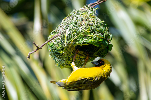 Southern masked weaver building a nest photo