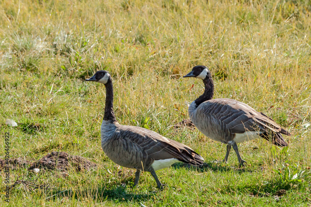 Canada Geese (Branta canadensis) in Yellowstone National Park, USA