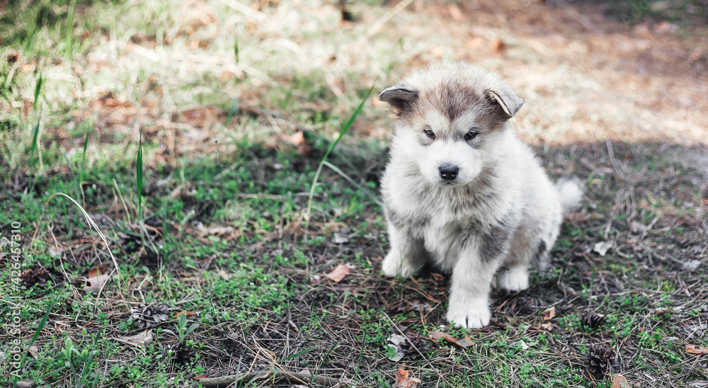 A cute fluffy Alpine Malamute puppy sits in a forest glade and looks at the camera. Beautiful card. Food packaging. Close-up. Veterinary. The calendar.