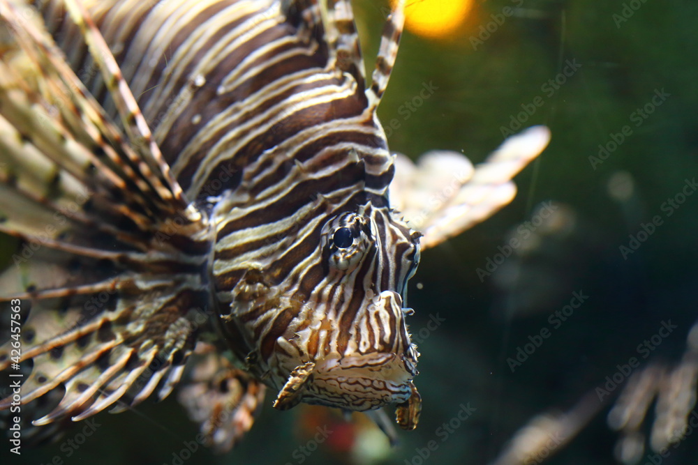 closeup to a lionfish, venomous marine fish in aquarium