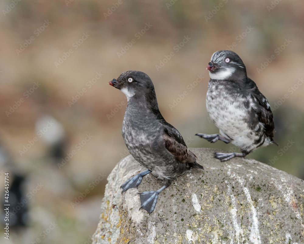 Fototapeta premium Least Auklets (Aethia pusilla) at colony in St. George Island, Pribilof Islands, Alaska, USA