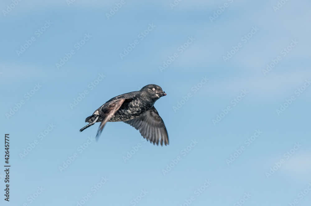 Least Auklet (Aethia pusilla) at colony in St. George Island, Pribilof Islands, Alaska, USA