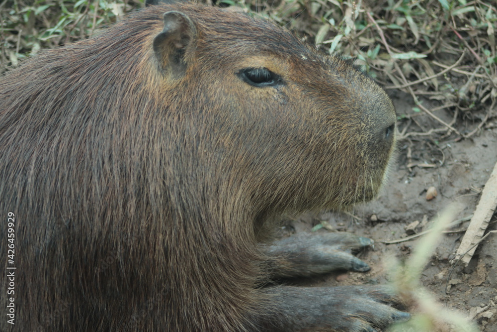 Obraz premium Carpincho