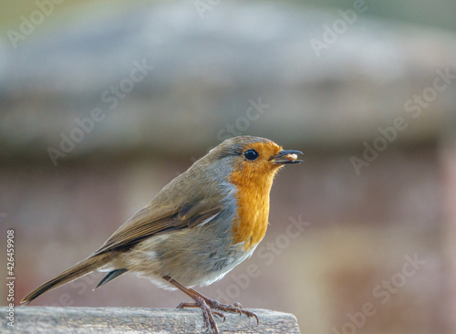 close up of a robin red breast on a wooden bird feeder table