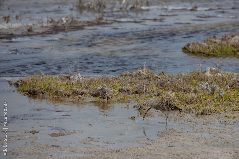 Long-billed Curlew foraging for crabs Long-billed Curlew foraging for crabs