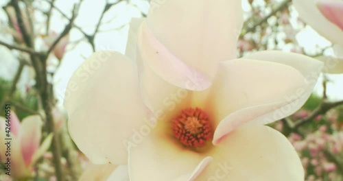 view inside and outside of a gentle pink magnolia flower on a tree. detailed extreme close-up. blurred background, photo