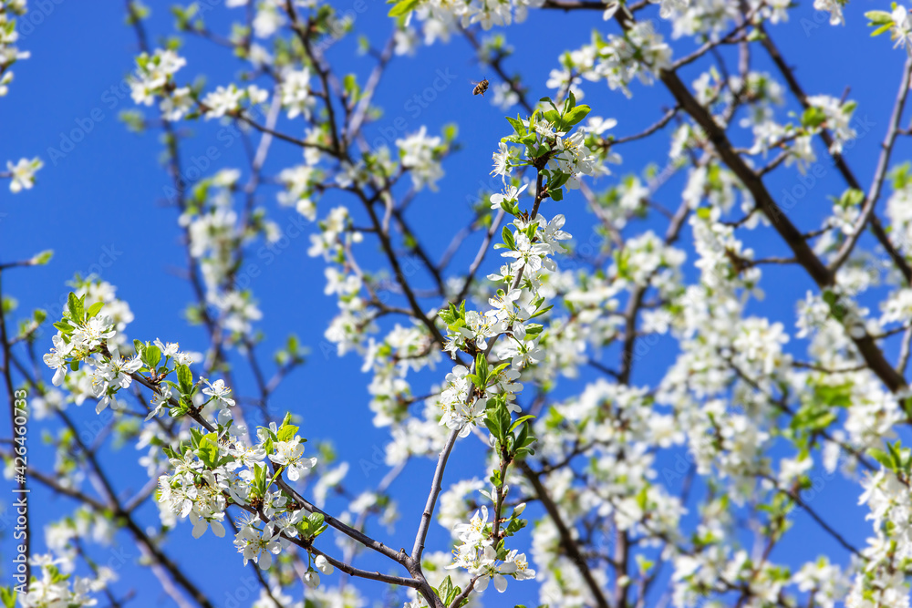 White plum tree flowers on a blue sky background. Spring blooming branches in garden. White plum tree flowers on a blue sky background. Spring blooming branches in garden.