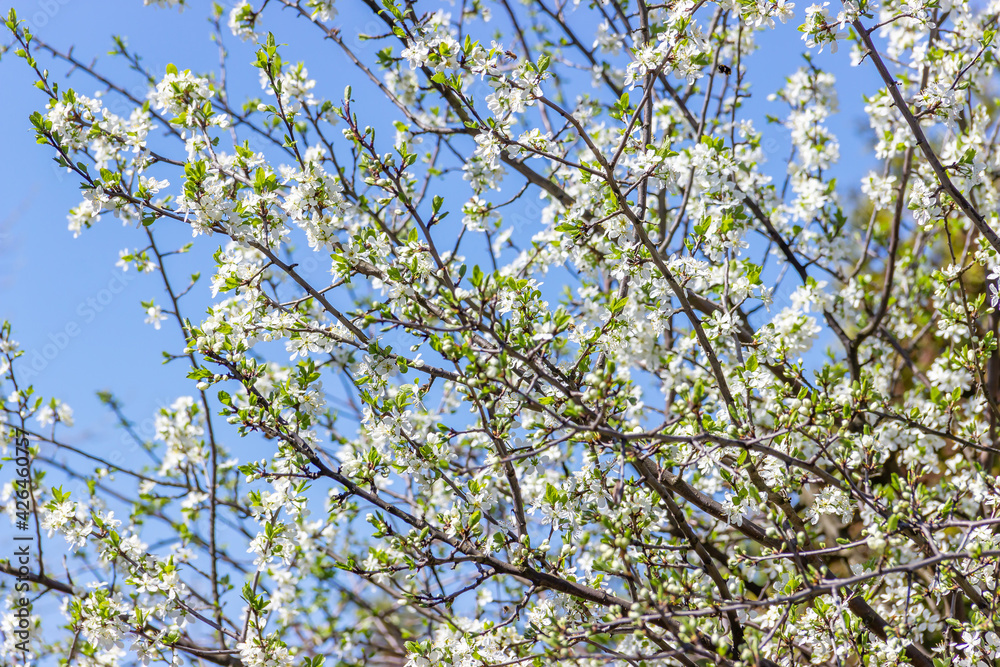 White plum tree flowers on a blue sky background. Spring blooming branches in garden. White plum tree flowers on a blue sky background. Spring blooming branches in garden.