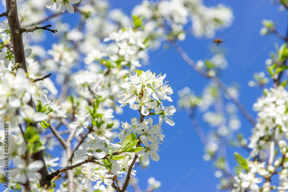 White plum tree flowers. Spring blooming branches in garden. Nature background