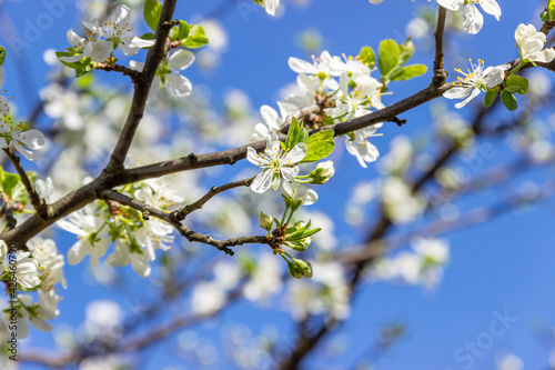 White plum tree flowers on a blue sky background.  Spring blooming branches in garden.