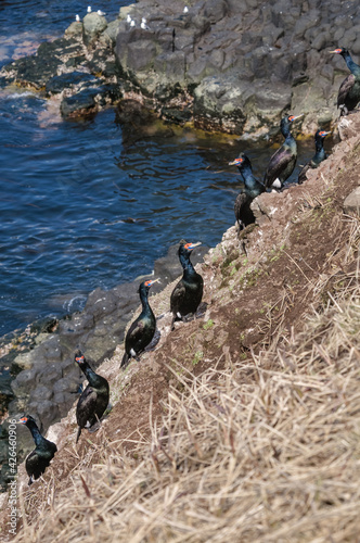 Red-faced Cormorants (Phalacrocorax urile) at St. George Island, Alaska, USA photo