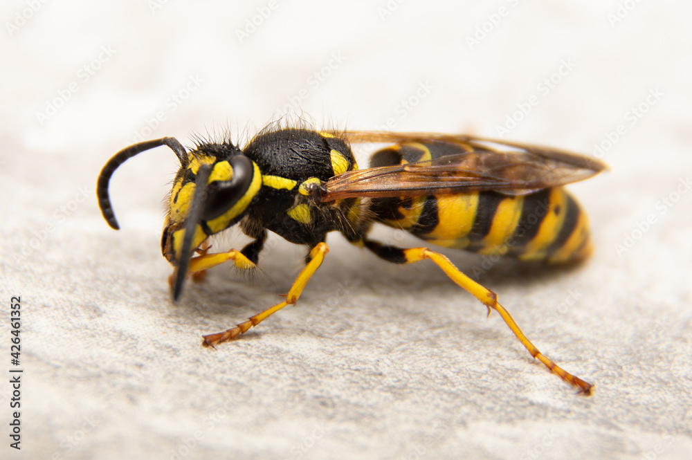 insecte