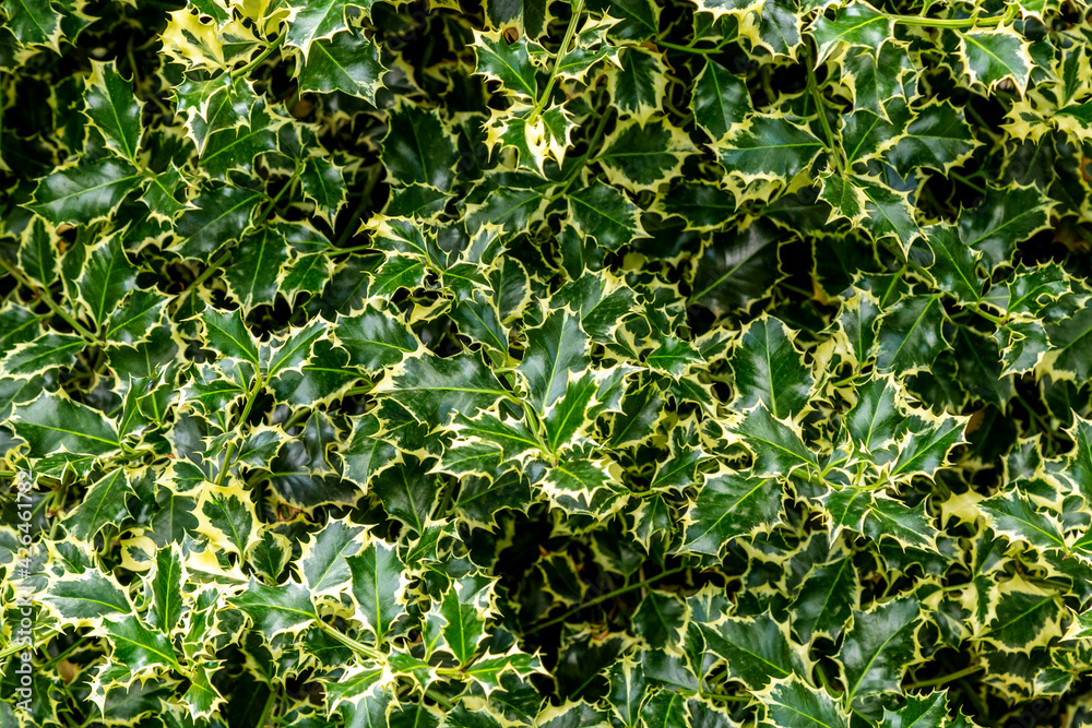 Autumn Foliage of an Ornamental Holly Tree. Christmas holly ilex aquifolium. Graceful border leaves as background for New Year concept. Selective focus. Patterned leaves, Nature concept for design Autumn Foliage of an Ornamental Holly Tree. Christmas holly ilex aquifolium. Graceful border leaves as background for New Year concept. Selective focus. Patterned leaves, Nature concept for design