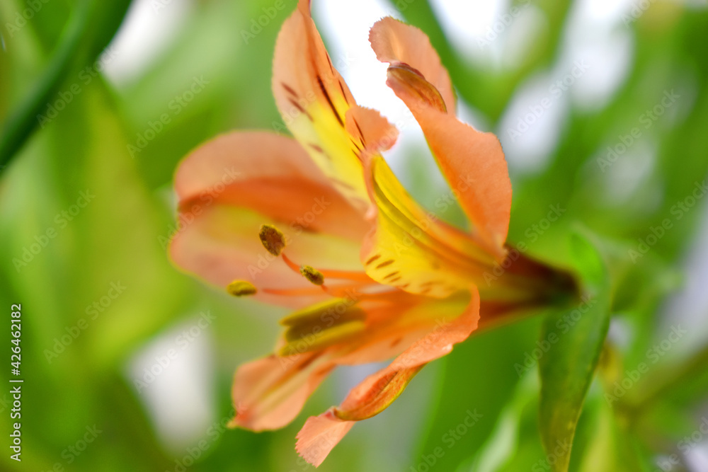 Fototapeta premium Beautiful peach colour of alstroemeria flowers with green leaves and blurred background.( Lily of the Incas)